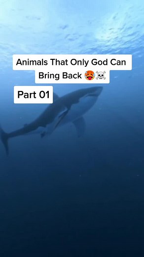 Official_EpicVideo on TikTok