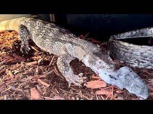 Greedy Monitor Gobbles Guinea Pig