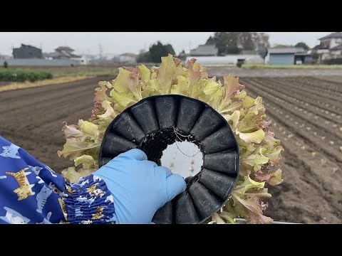 Lettuce and sunny lettuce cultivation methods and tips (planting seedlings, cultivation period, c...