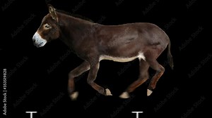 Donkey running realistic animation. Isolated animal video including alpha channel allows to add background in post-production. Element for visual effects.