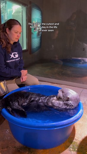 The best part of this day in the life, is the tiny paws 🥹💙 #georgiaaquarium #seaotter
