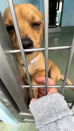 Chico heartbroken for him.He's beyond loving#uk #rescue #usa #canada #viral #foryou #reels #germany