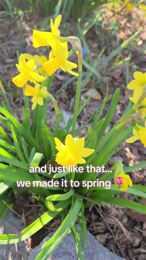 First Signs of Spring 🌷 Crocuses, Squill & Daffodils Blooming