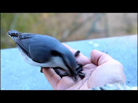 When Nature Trusts You — A Moment with the Nuthatch