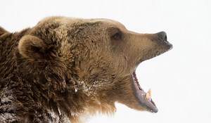 4 Hunters Survive Gravelly Mountains Grizzly Attacks | OutdoorHub