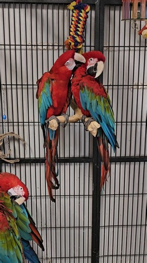 We have 3 pairs of Greenwing Macaws available for adoption. Message us to set an appointment to meet them! | Paradise Parrot Rescue