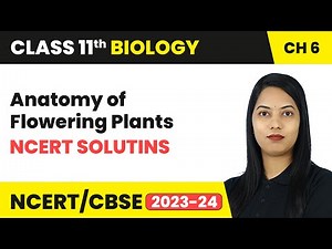 Anatomy of Flowering Plants - NCERT Solutions | Class 11th Biology Chapter 6 | CBSE