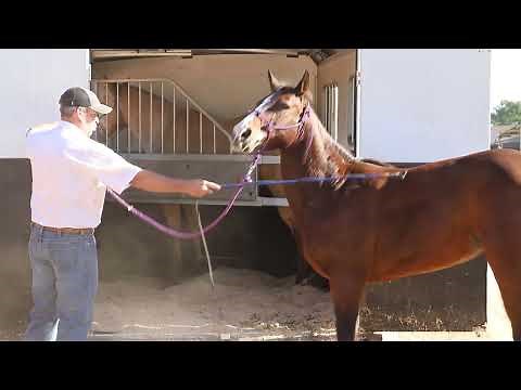 Horse Trailer Loading Problems and Solutions with Mike Henrie Part 1
