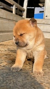 Sleeping mod | My lovely pets