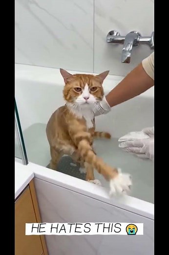 Angry Wet Cat Looks Ready to Hiss