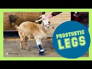 New Prosthetic Devices for Our Goats