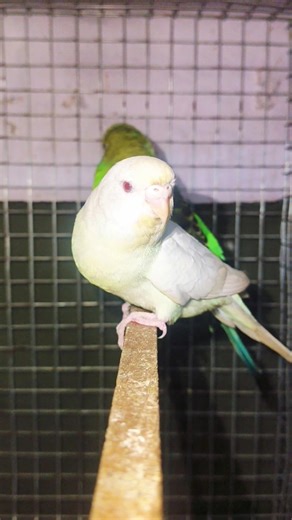 ✨albino red eye💝#budgies #parakeet #budgiesounds #birdlife #birdshousevlogs #birds #parrot