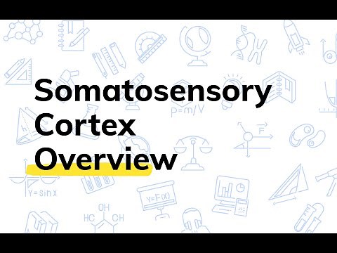 What is the Somatosensory Cortex? | College Physiology