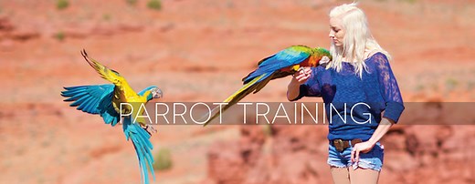 Parrot Training