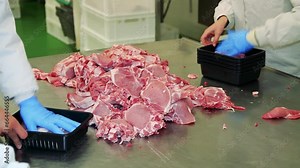Meat Packing Plant Workers Packing Fresh Meat into Plastic Containers. Packaging of Raw Meat on the Production Line. Fresh Raw Pork Chops in Meat Factory. Meat Processing in Food Industry.