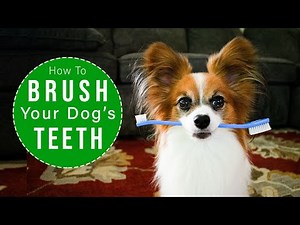 How To Brush Your Dogs Teeth EASY Steps // Percy the Papillon Dog