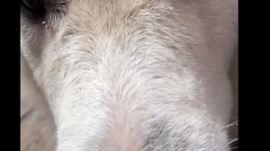 15K views · 212 reactions | We brought five baby ducklings home last...