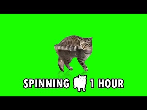 Green Screen Spinning Cat 1 Hour Meme (spinning cat meme 1 hour)