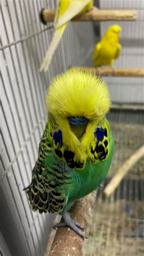 Exhibition budgie Parrot