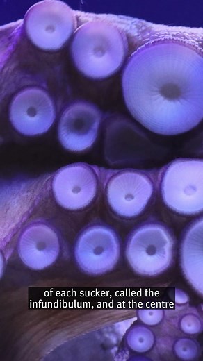 Octopuses suck! 🐙 No, seriously, their suckers use water pressure to create suction. | Royal Institution of Great Britain