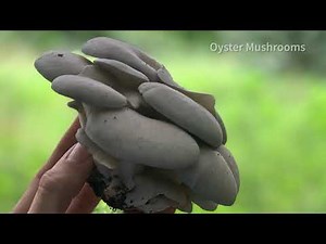 PART 1: How Fungi Benefits Soil