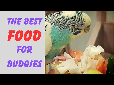 Boost Your Budgie's Health with the Perfect Diet | Complete Bird Nutrition Guide