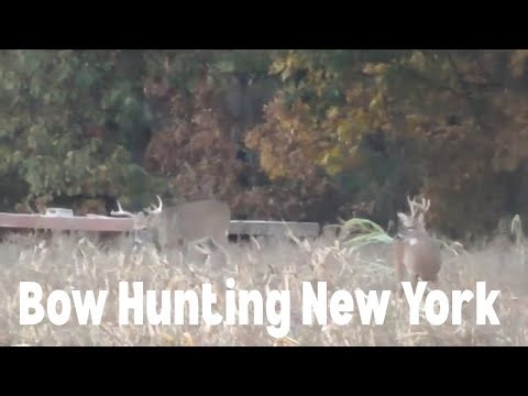 New York Bow Hunting Season 2025