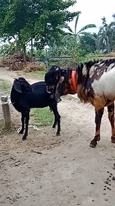 Profitable Goat Farming Strategies for Beginners। Bokra Farm #reelsvideo #reel #reels #shorts #viralreel #Reel 6jun e2pp | Bokra Farm