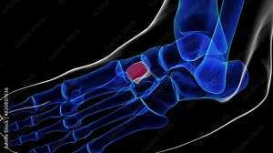 Intermediate cuneiform foot bones anatomy for medical Concept 3D rendering