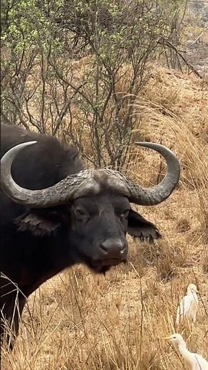 The main difference between a male and female buffalo is seen in their horn formation! 🌍🐃