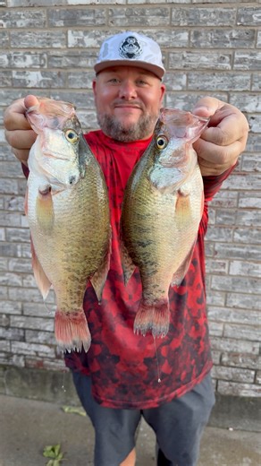 Went out and caught a limit of crappie all holding tight on structure in 10-20 FOW. Fish are starting to feed up for the fall time pattern. I used my Jerry Hancock Power Crappie LLC: Home of Todd Huckabee Rods rod and Great White 1/16oz Screwlock Cyclops Jig’s paired with a Swing 'Em In Bait Co. baby battle shad moonshine. Tight lines folks. #fypシ | Joey Stroud Outdoors