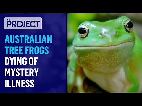 Australian Tree Frogs On Eastern Seaboard Dying Of Mystery Illness | The Project