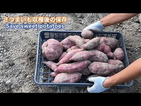 【さつまいも】収穫後の長期保存方法 Save sweet potatoes