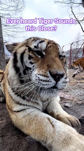 Tiger Sound 🐅 #Tiger #tigersound #tigerroar