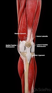 🦵 The Knee Joint: The Body’s Most Complex Hinge 🦵 The knee joint connects the femur, tibia, and patella, allowing for flexion, extension, and rotation. It supports body weight, absorbs shock, and enables movement—from walking to jumping! 🔹 Key Structures of the Knee: Femur (thigh bone) – The upper part of the joint. Tibia (shin bone) – The lower weight-bearing bone. Patella (kneecap) – Protects the joint and improves leverage. Menisci – Cartilage that cushions the bones. Cruciate & Collateral