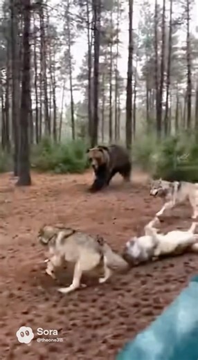 Pack of wolves gang up on a bear! #travel #wildlife #shorts