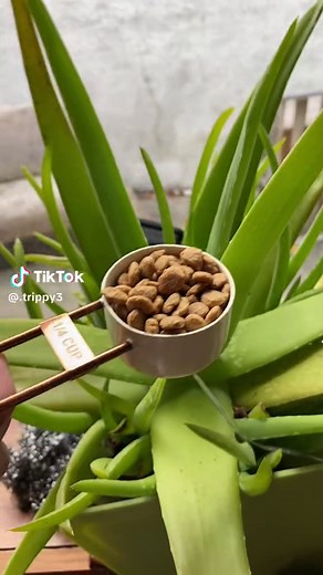 Jinx is well suoted to this trend, diets dont agree with him. #catsoftiktok #manxcat #fatcat