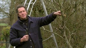 Honeysuckle: How to prune popular plant in summer - keeps it ‘healthy’