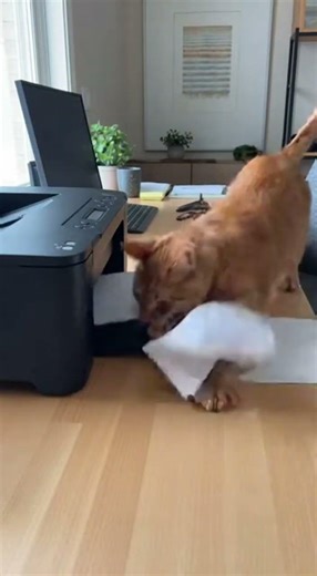 Cat vs Printer: Battle of the Century