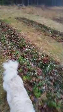 19. Some winter benifits of strawberry plants | And why spacing matters for better sweet taste