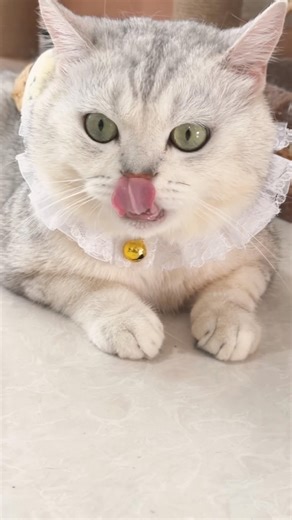 一只在生气中的咪 哈哈😂 An angry cat #cat #cutecats #貓咪日常 #萌宠 #猫猫