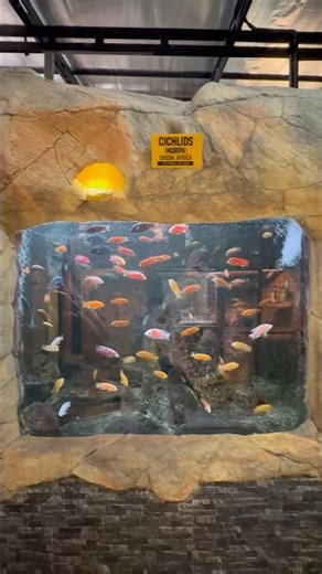 “Most Beautiful Cichlids Morphs 😍 | Rare Aquarium Fish”