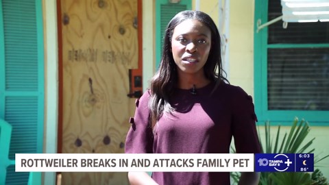 Gulfport family left shaken and with a damaged home after a neighbor's dog attacked their pet