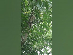 Female & Male Sparrow bird birdslover avianlife babybird birdsounds animal avian nature