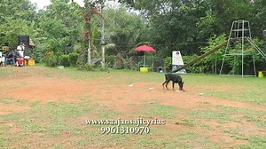 115K views · 208 shares | Hai friends ........... I would like to express my special gratitude for the people who came to watch my dog training demo .I felt really blessed to have such a bunch of supportive friends like you people .yes your support made my hard work meaningful ......thank you.Saajan Saji Cyriac k9 dog training school.9961310970 | Saajan Saji Cyriac | Facebook