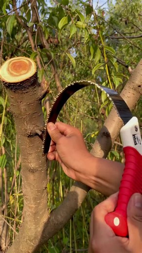 Peach Tree Pruning for Faster Growth