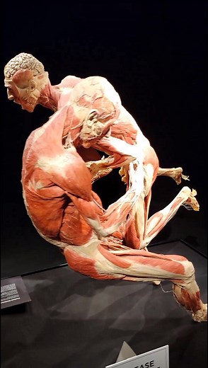 Body Worlds & The Cyle of Life | Supported by Woodforest National Bank #plastination #fypシ #sciencetiktok #houstontx #bodyworlds #medicaltitkok #hmns