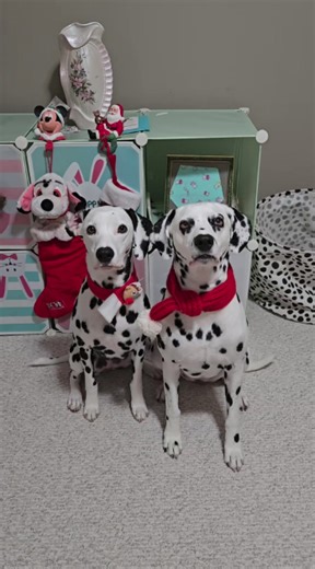 We’ll go first | A sweet Christmas moment with our dog