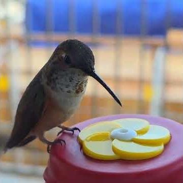 Here's a fun one 🦶 #hummingbird