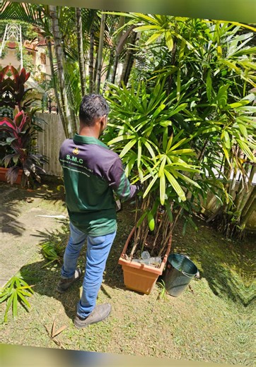 Man @ Work 🌷 #landscapesingapore #landscapedesign #garden #landscapesingapore